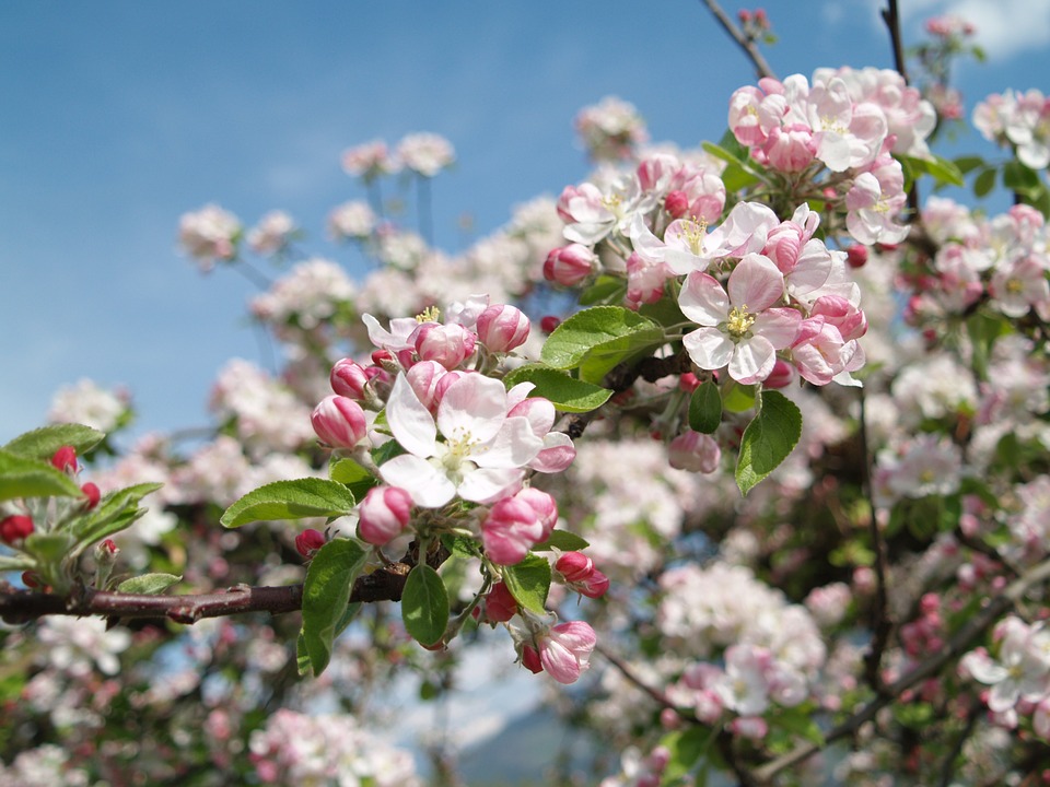 Apfelblüte südtirol